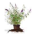Black Bush Magnet Maintenance - - Gal. 3 Knight Low Pollinator Butterfly
