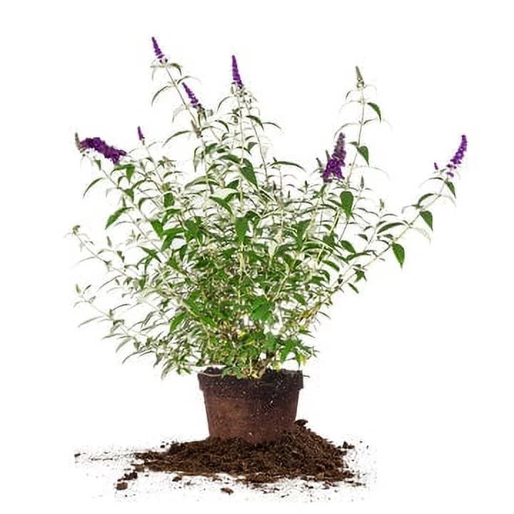 Black Bush Magnet Maintenance - - Gal. 3 Knight Low Pollinator Butterfly