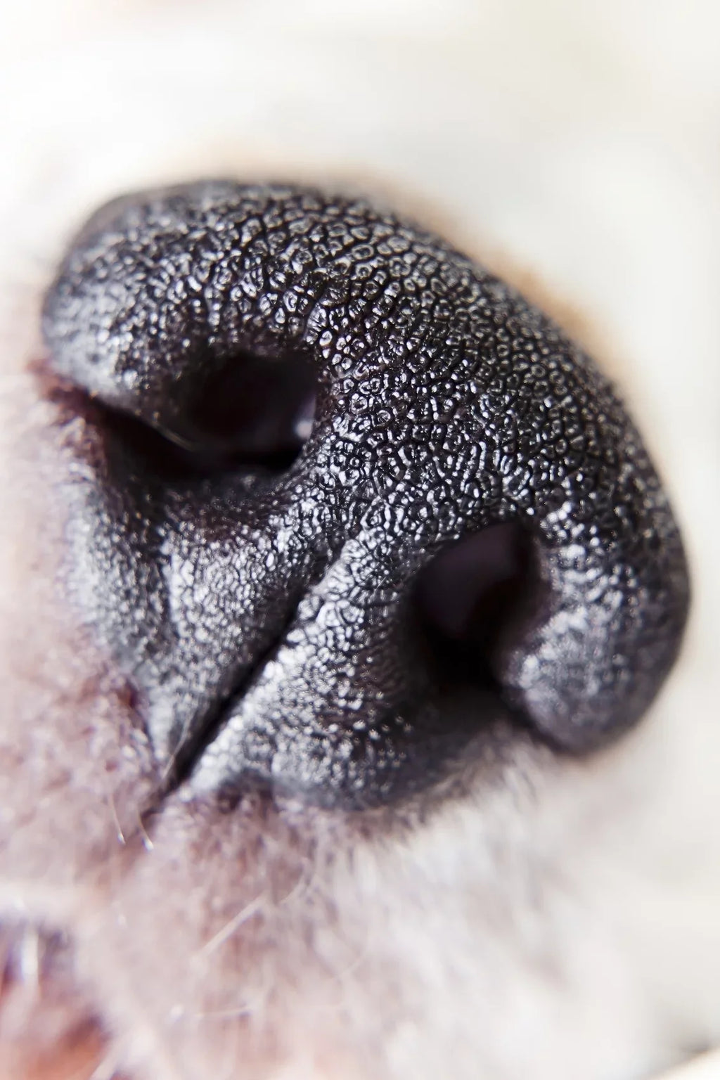 Adapter) Close-Up Close-Up High (Includes Canon PowerShot Lens 10x 2 Lens II Mark Definition X G7 Element (Macro)