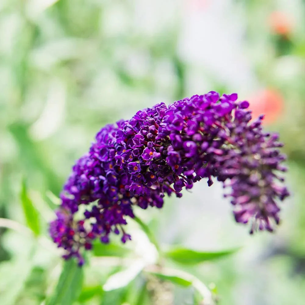 Black Bush Magnet Maintenance - - Gal. 3 Knight Low Pollinator Butterfly