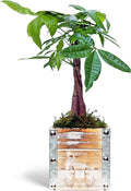 for Plant, Gift 4" Gift Birthday in Pachira Gift Houseplant, Aquatica, Money Pot Wooden Lover Plant Potted Gift, Decor Tree, Wedding Co-Worker, Live Plant