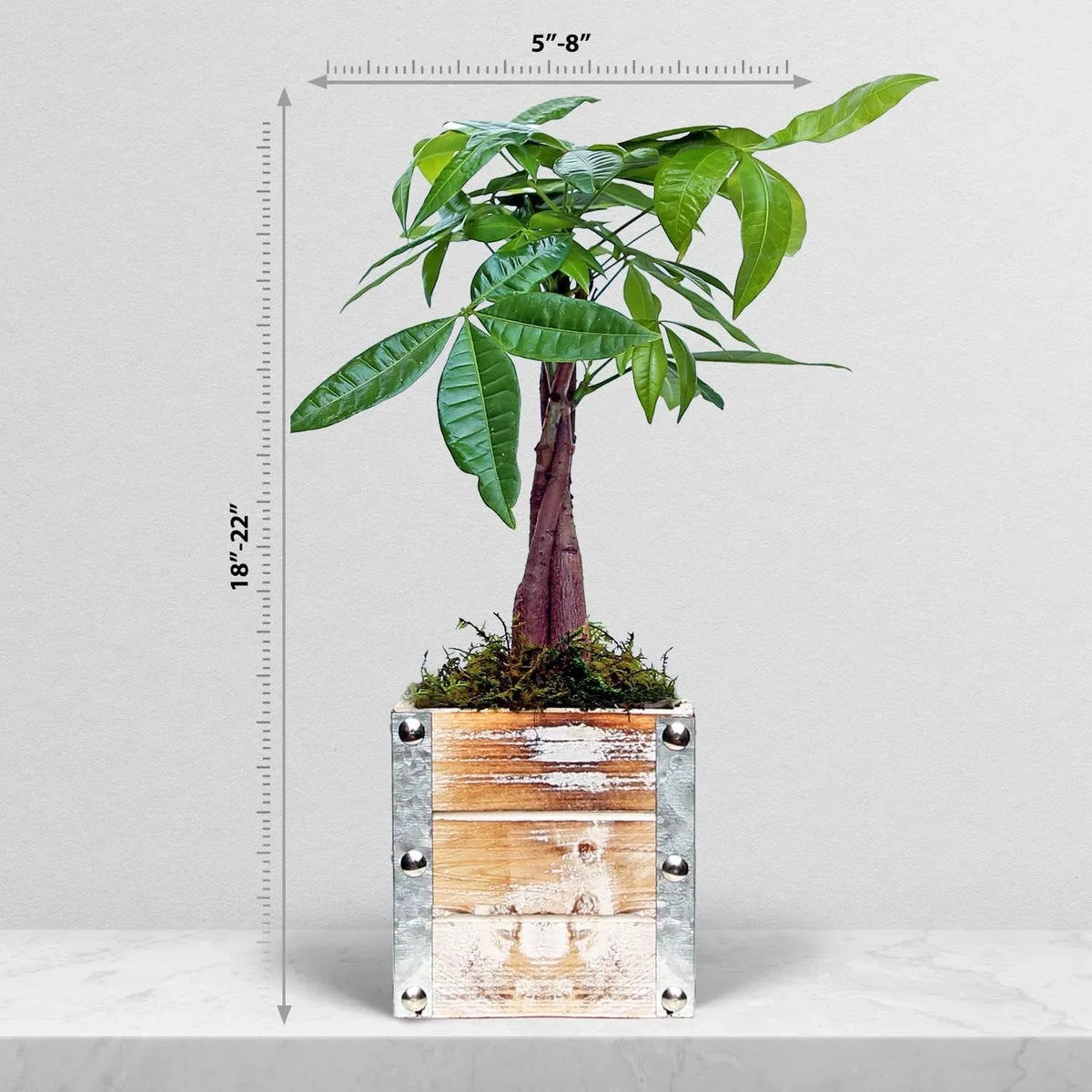 for Plant, Gift 4" Gift Birthday in Pachira Gift Houseplant, Aquatica, Money Pot Wooden Lover Plant Potted Gift, Decor Tree, Wedding Co-Worker, Live Plant