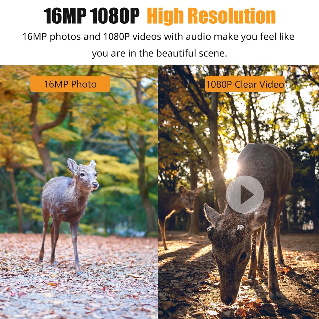 Display IR with Home TFT Wildlife, Use Game Night Camera for Dadypet Trail Motion Detection, and 2.4'' Waterproof, Color Farm, Vision, IP66 1080P and