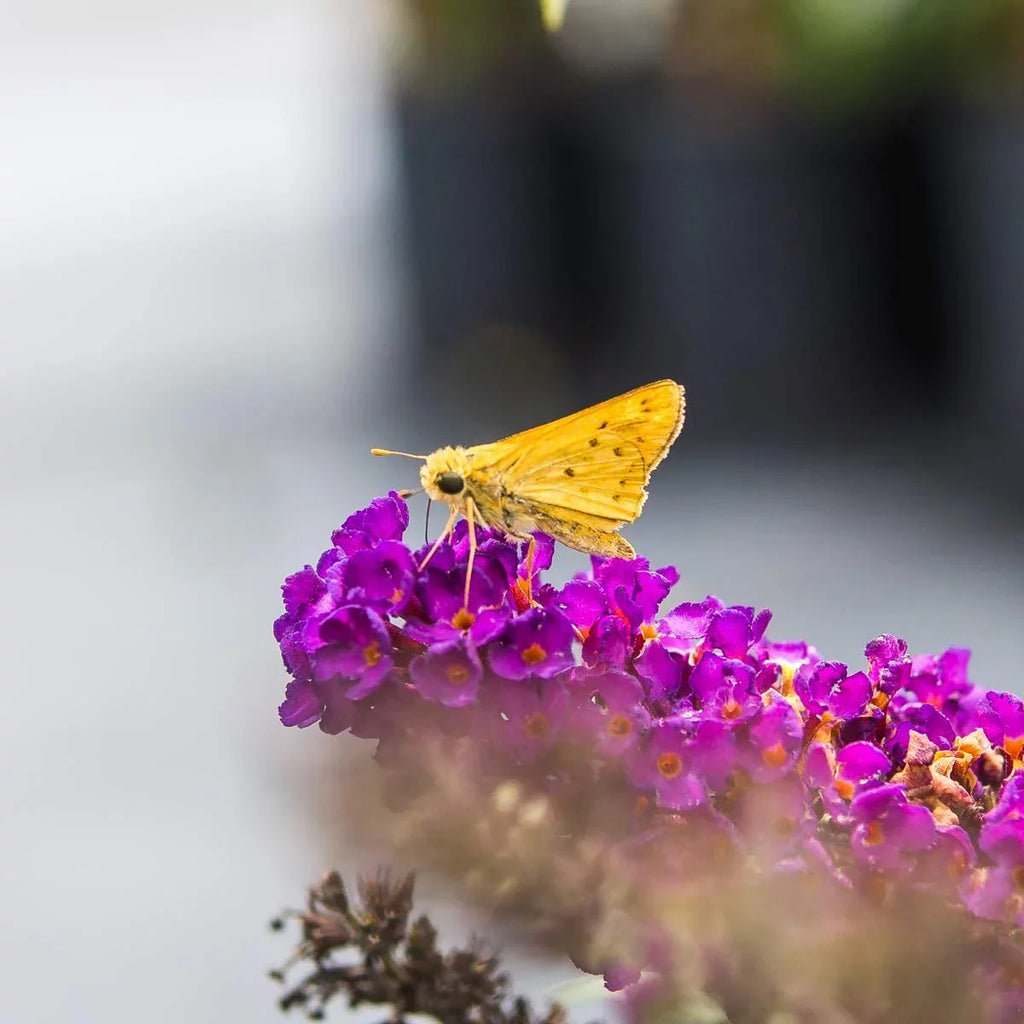 Black Bush Magnet Maintenance - - Gal. 3 Knight Low Pollinator Butterfly