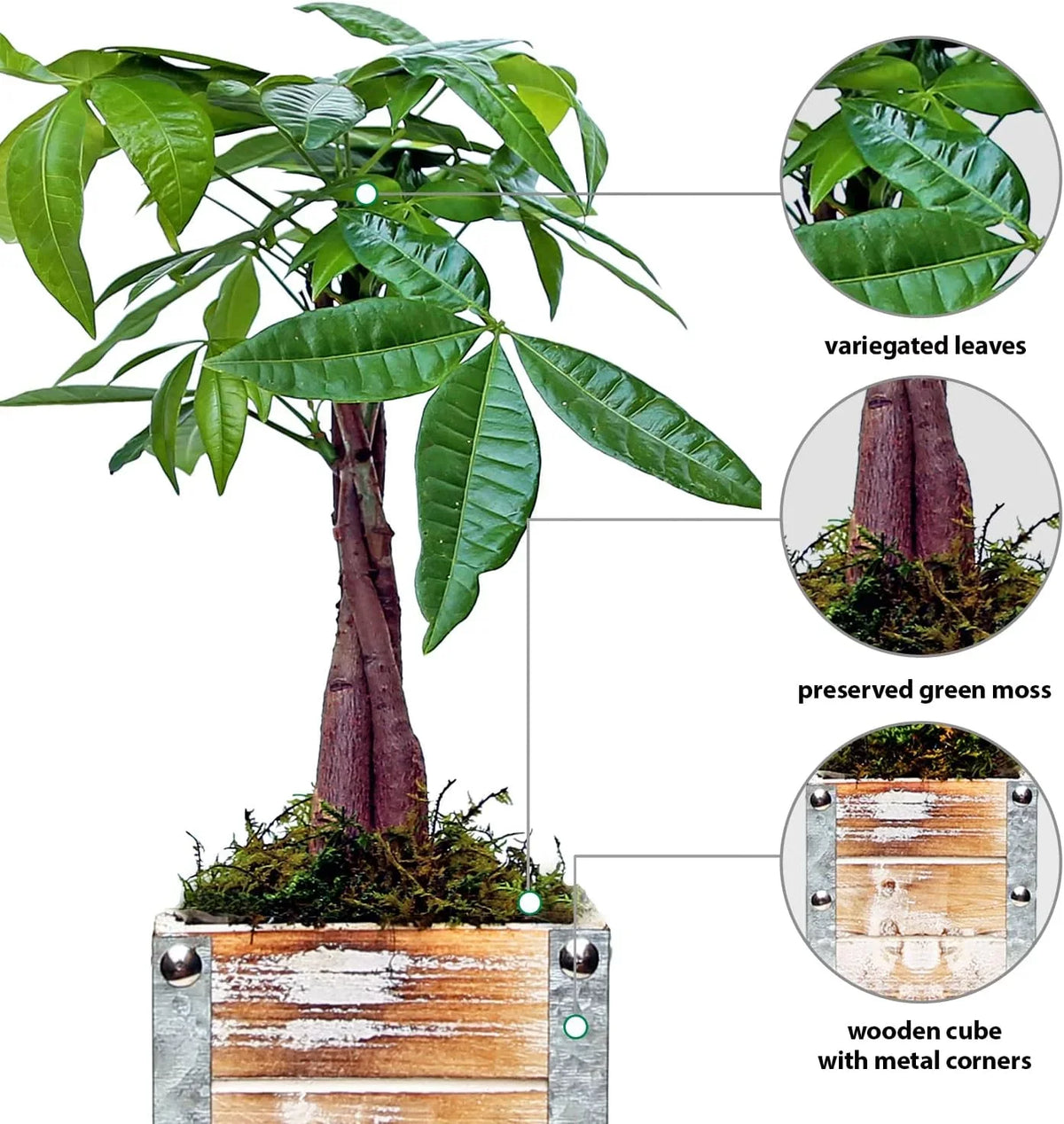 for Plant, Gift 4" Gift Birthday in Pachira Gift Houseplant, Aquatica, Money Pot Wooden Lover Plant Potted Gift, Decor Tree, Wedding Co-Worker, Live Plant