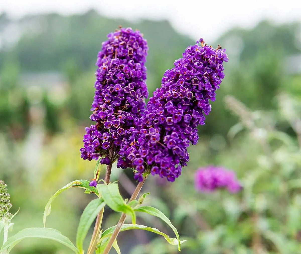 Black Bush Magnet Maintenance - - Gal. 3 Knight Low Pollinator Butterfly